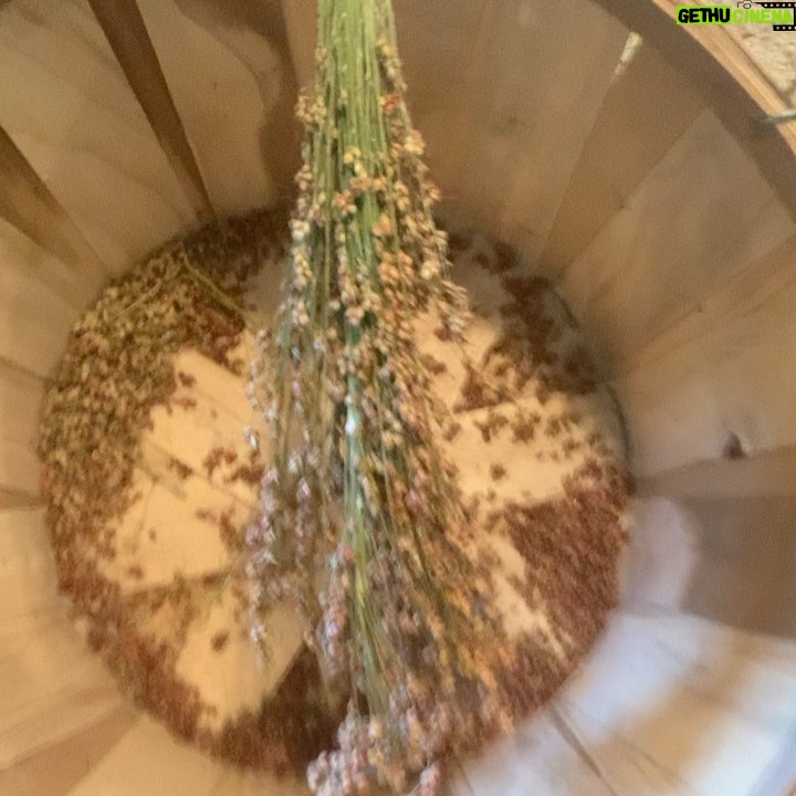 Ivy Winters Instagram - My adventures in broom making! What an incredible plant. These stalks are so tall! Some are 13-14 feet! I’m using a hair comb to remove the seeds from the broom fibers. Its like brushing one of my old wigs 😂 At this rate I’ll have enough saved seeds to grow acres of broom corn next year 😂😆🌱🌱🌱 #broomcorn #broommaking #diy #handmadebroom #broom #homogrown #brushthatwig #seedsaving #harvest #sorghum