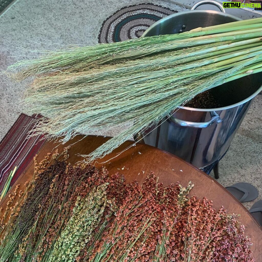 Ivy Winters Instagram - My adventures in broom making! What an incredible plant. These stalks are so tall! Some are 13-14 feet! I’m using a hair comb to remove the seeds from the broom fibers. Its like brushing one of my old wigs 😂 At this rate I’ll have enough saved seeds to grow acres of broom corn next year 😂😆🌱🌱🌱 #broomcorn #broommaking #diy #handmadebroom #broom #homogrown #brushthatwig #seedsaving #harvest #sorghum