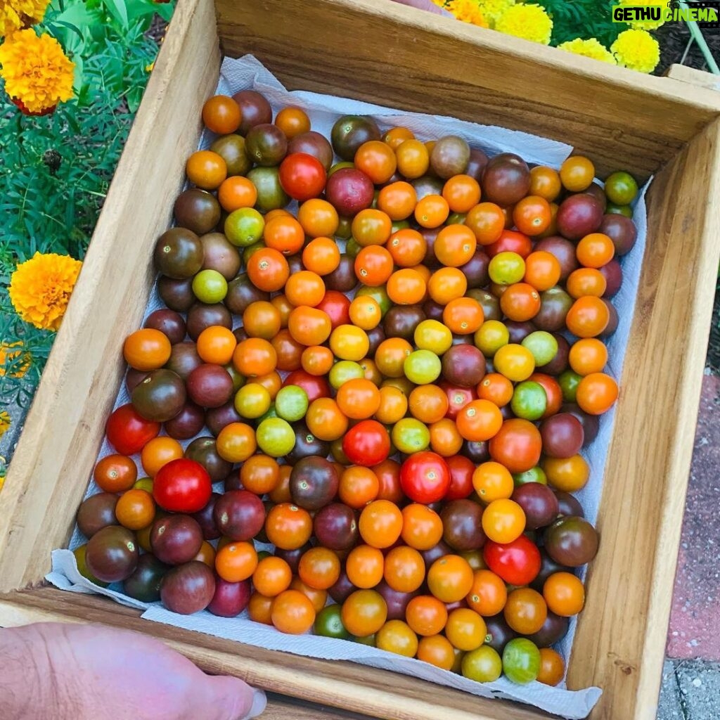 Ivy Winters Instagram - Yesterday’s tomato harvest! Can you tell I love Heirloom tomatoes?! Sad that we can’t eat all of them as slicers so I better get to canning! #indigobluebeauty #heirloomtomato #homogrown #tomato #harvest #carbon #cherokeepurple #cherrytomatoes #sungold #unicorn #germangreen #cherokeecarbon #sanmarzano