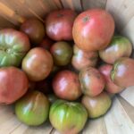 Ivy Winters Instagram – Yesterday’s tomato harvest! Can you tell I love Heirloom tomatoes?! Sad that we can’t eat all of them as slicers so I better get to canning! #indigobluebeauty #heirloomtomato #homogrown #tomato #harvest #carbon #cherokeepurple #cherrytomatoes #sungold #unicorn #germangreen #cherokeecarbon #sanmarzano