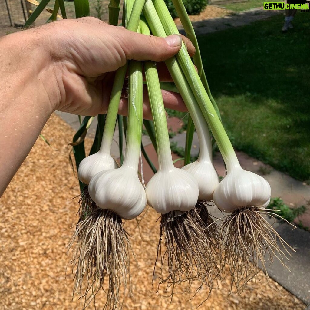 Ivy Winters Instagram - Well it happened! My garlic started flopping over and the lower leaves started browning so I knew I needed to harvest it! First attempt growing garlic and I can say I am 100% HOOKED! What a beautiful plant and the FLAVOR! I’ve never had fresh garlic before and I can say it is incredibly intense! Now starts the curing process... fingers crossed I get it right the first time haha #garlicbreath #garlic #homogrown #stiffneck #softneck #bulb #harvest #curing #airdry #gogrowsomething #garden #farmer
