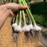 Ivy Winters Instagram - Well it happened! My garlic started flopping over and the lower leaves started browning so I knew I needed to harvest it! First attempt growing garlic and I can say I am 100% HOOKED! What a beautiful plant and the FLAVOR! I’ve never had fresh garlic before and I can say it is incredibly intense! Now starts the curing process... fingers crossed I get it right the first time haha #garlicbreath #garlic #homogrown #stiffneck #softneck #bulb #harvest #curing #airdry #gogrowsomething #garden #farmer
