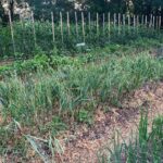 Ivy Winters Instagram - Well it happened! My garlic started flopping over and the lower leaves started browning so I knew I needed to harvest it! First attempt growing garlic and I can say I am 100% HOOKED! What a beautiful plant and the FLAVOR! I’ve never had fresh garlic before and I can say it is incredibly intense! Now starts the curing process... fingers crossed I get it right the first time haha #garlicbreath #garlic #homogrown #stiffneck #softneck #bulb #harvest #curing #airdry #gogrowsomething #garden #farmer