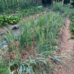 Ivy Winters Instagram - Well it happened! My garlic started flopping over and the lower leaves started browning so I knew I needed to harvest it! First attempt growing garlic and I can say I am 100% HOOKED! What a beautiful plant and the FLAVOR! I’ve never had fresh garlic before and I can say it is incredibly intense! Now starts the curing process... fingers crossed I get it right the first time haha #garlicbreath #garlic #homogrown #stiffneck #softneck #bulb #harvest #curing #airdry #gogrowsomething #garden #farmer
