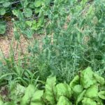 Ivy Winters Instagram - Happy 4th of July everyone! Something so relaxing about sitting by the garden.... sipping whiskey on the rocks and shucking peas!! First round was 2 pounds worth... time to take a break and give my thumb a rest! #peas #garden #harvest #homogrown #green #freshnotfrozen