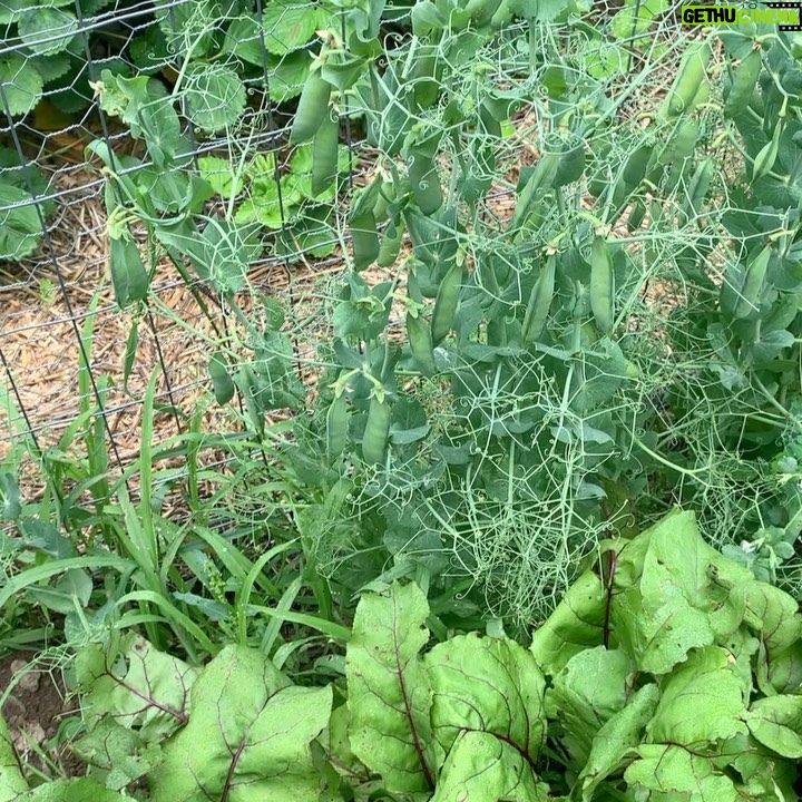Ivy Winters Instagram - Happy 4th of July everyone! Something so relaxing about sitting by the garden.... sipping whiskey on the rocks and shucking peas!! First round was 2 pounds worth... time to take a break and give my thumb a rest! #peas #garden #harvest #homogrown #green #freshnotfrozen