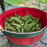 Ivy Winters Instagram – Happy 4th of July everyone! Something so relaxing about sitting by the garden…. sipping whiskey on the rocks and shucking peas!! First round was 2 pounds worth… time to take a break and give my thumb a rest! #peas #garden #harvest #homogrown #green #freshnotfrozen