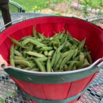Ivy Winters Instagram - Happy 4th of July everyone! Something so relaxing about sitting by the garden.... sipping whiskey on the rocks and shucking peas!! First round was 2 pounds worth... time to take a break and give my thumb a rest! #peas #garden #harvest #homogrown #green #freshnotfrozen