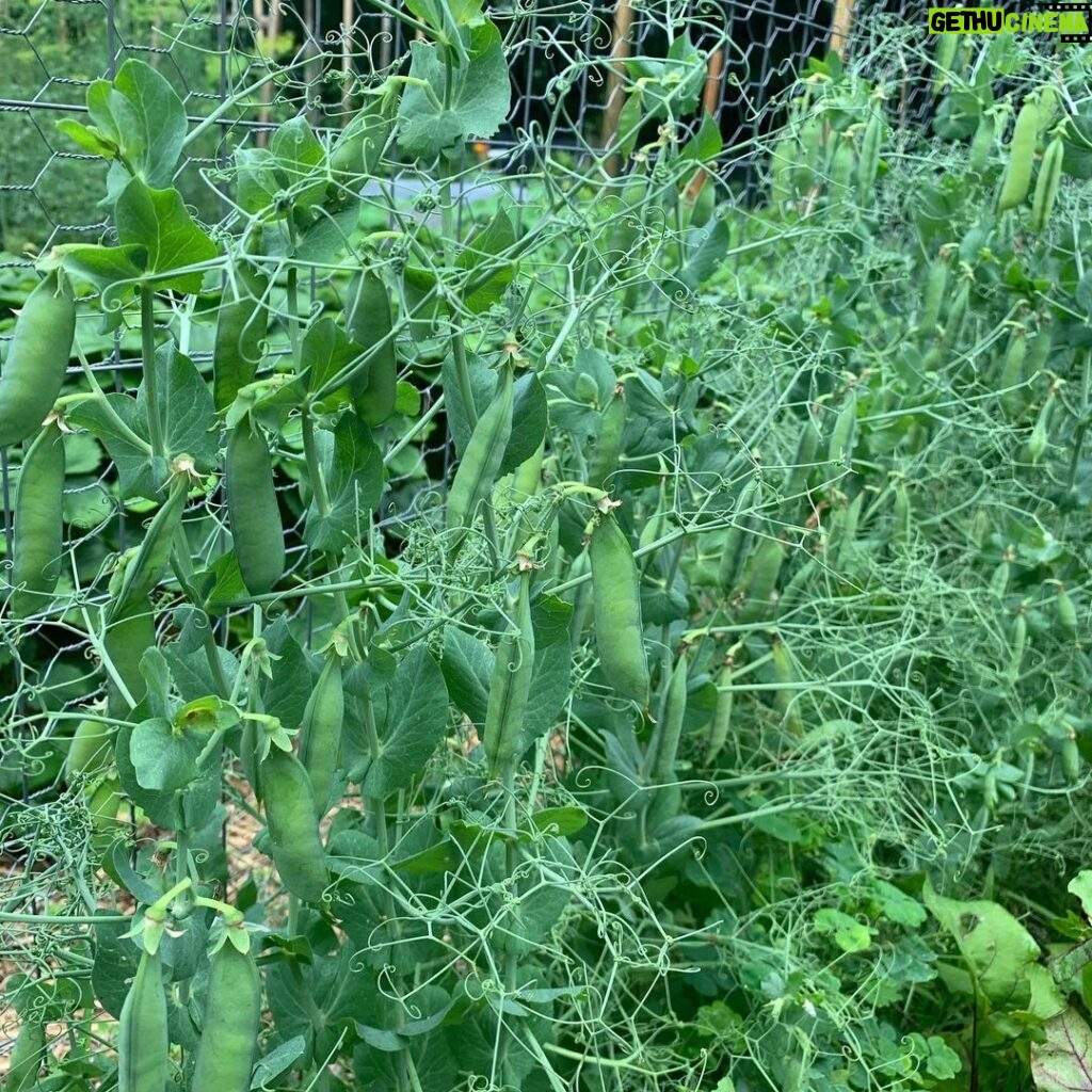 Ivy Winters Instagram - Happy 4th of July everyone! Something so relaxing about sitting by the garden.... sipping whiskey on the rocks and shucking peas!! First round was 2 pounds worth... time to take a break and give my thumb a rest! #peas #garden #harvest #homogrown #green #freshnotfrozen