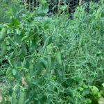 Ivy Winters Instagram - Happy 4th of July everyone! Something so relaxing about sitting by the garden.... sipping whiskey on the rocks and shucking peas!! First round was 2 pounds worth... time to take a break and give my thumb a rest! #peas #garden #harvest #homogrown #green #freshnotfrozen