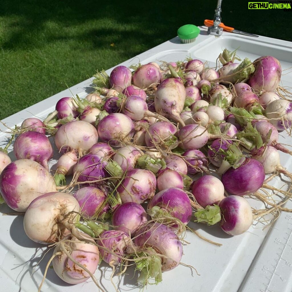 Ivy Winters Instagram - Turnip time!!!! Harvested up all my early season Turnips! Any favorite turnip recipes out there? #turnips #purpleglobe #harvest #homogrown #garden