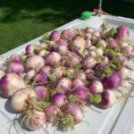Ivy Winters Instagram - Turnip time!!!! Harvested up all my early season Turnips! Any favorite turnip recipes out there? #turnips #purpleglobe #harvest #homogrown #garden