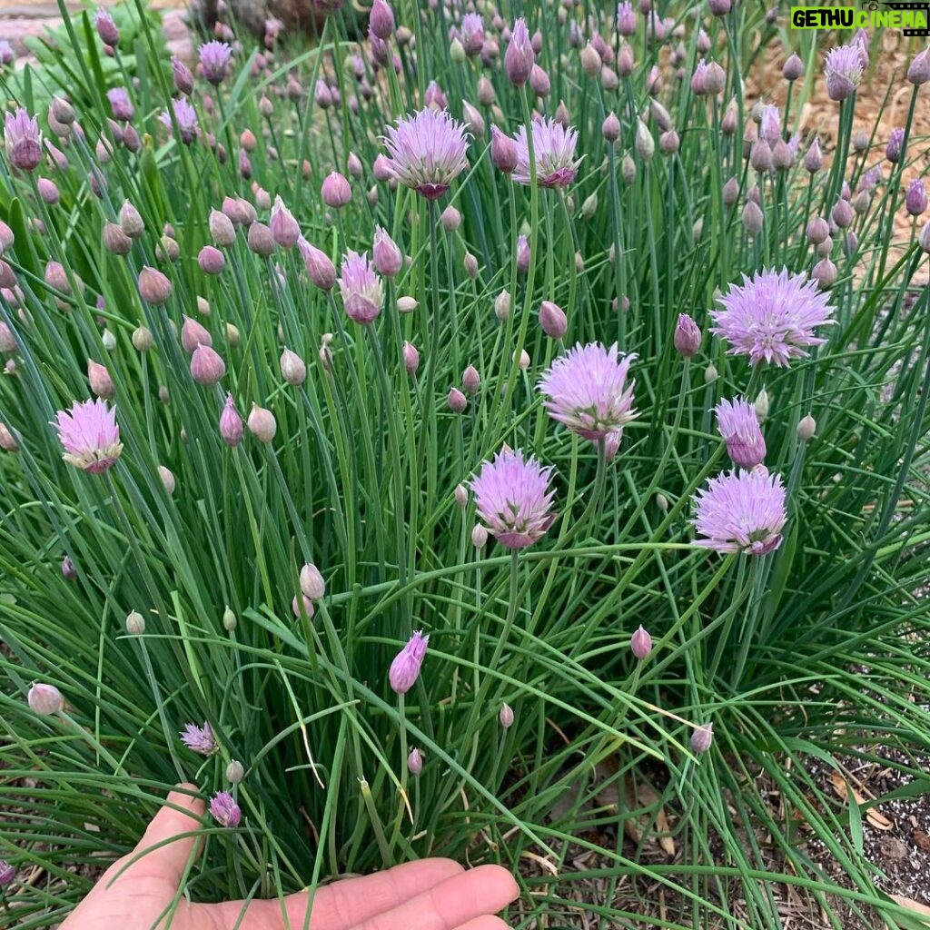 Ivy Winters Instagram - I convinced my hubby to munch down on a chive flower with me for the first time and holy MOLY it was a strong one! Haha started these babies last year from seed and am so excited how they’re lushing out! They’ll be perfect on salads or some sort of Martha Stewart inspired hors d’oeuvre 👅🌸🌱 #chive #chiveflower #homogrown #green #diy #martha #onion #pitbreath #garden