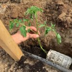 Ivy Winters Instagram - Planting stuff! One of my favorite methods for planting tomatoes is to trench them! The more roots the better the Mators! The video shows all my babies I started from seed (minus the carpet thyme).... all are getting acclimated to the outdoors. Everything going in the ground this week! Happy planting everyone! #homogrown #tomatoes #trenching #sungold #tyedye #queenacres #green #diy #growyourownfood #mybabies