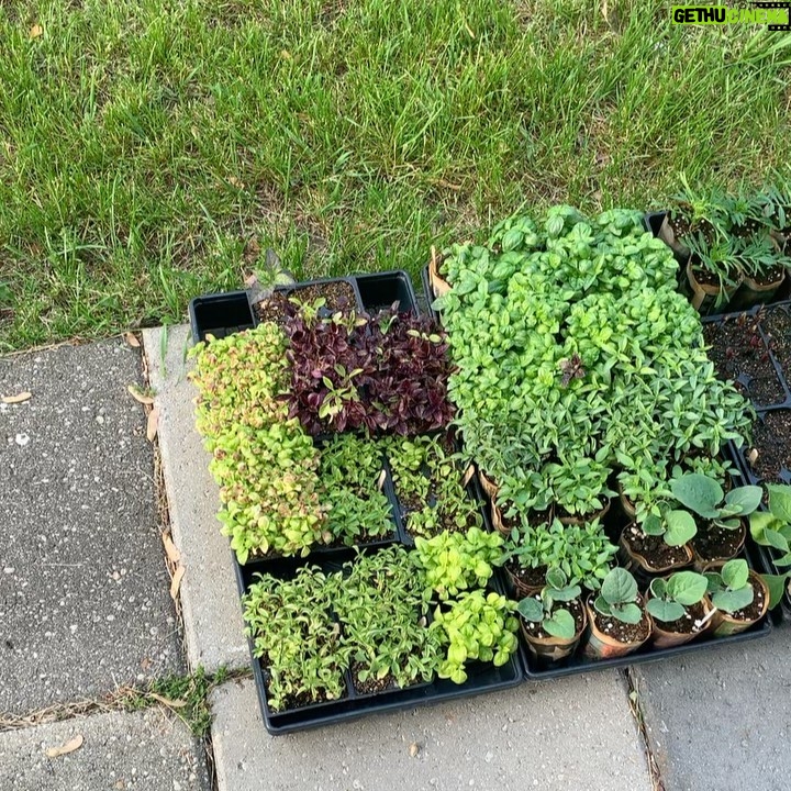 Ivy Winters Instagram - Planting stuff! One of my favorite methods for planting tomatoes is to trench them! The more roots the better the Mators! The video shows all my babies I started from seed (minus the carpet thyme).... all are getting acclimated to the outdoors. Everything going in the ground this week! Happy planting everyone! #homogrown #tomatoes #trenching #sungold #tyedye #queenacres #green #diy #growyourownfood #mybabies