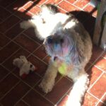 Ivy Winters Instagram - We had to say goodbye to our little girl suddenly yesterday morning. My heart is in so much pain. My dear sweet Charley, we love you forever. Thank you for bringing so much joy into our lives. Thank you for always being there when we needed a cuddle. Thank you for being the best friend anyone could ever ask for.