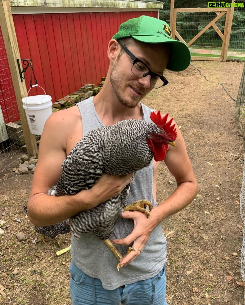 Ivy Winters Instagram - Who’s my big boy?!! Tommy’s my big boy!! I love my rooster. #tommy #rooster #buddy #bigboy #cockadoodledoo #coop