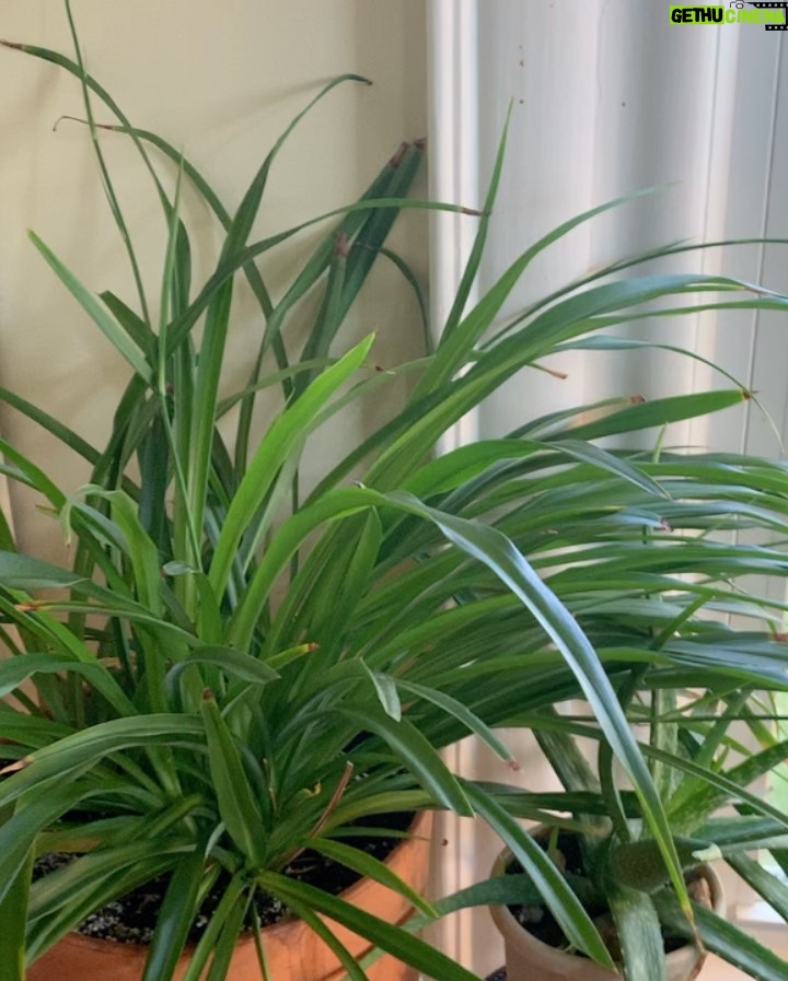 Ivy Winters Instagram - Garden seedling update! Things are growing! Finally finished potting up all my tomatoes. Total of 102 tomato plants! I love the deep shades of purple they produce. Also will have to plant more tulip bulbs this fall because I IS IN LOVE! Happy gardening all! #homogrown #plants #tulips #tomatoes #houseplants #potup #newspaperpot #greenhouse #garden