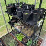 Ivy Winters Instagram - Garden seedling update! Things are growing! Finally finished potting up all my tomatoes. Total of 102 tomato plants! I love the deep shades of purple they produce. Also will have to plant more tulip bulbs this fall because I IS IN LOVE! Happy gardening all! #homogrown #plants #tulips #tomatoes #houseplants #potup #newspaperpot #greenhouse #garden
