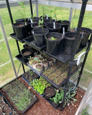 Ivy Winters Instagram - Garden seedling update! Things are growing! Finally finished potting up all my tomatoes. Total of 102 tomato plants! I love the deep shades of purple they produce. Also will have to plant more tulip bulbs this fall because I IS IN LOVE! Happy gardening all! #homogrown #plants #tulips #tomatoes #houseplants #potup #newspaperpot #greenhouse #garden