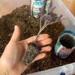 Ivy Winters Instagram - Garden seedling update! Things are growing! Finally finished potting up all my tomatoes. Total of 102 tomato plants! I love the deep shades of purple they produce. Also will have to plant more tulip bulbs this fall because I IS IN LOVE! Happy gardening all! #homogrown #plants #tulips #tomatoes #houseplants #potup #newspaperpot #greenhouse #garden