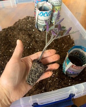 Ivy Winters Instagram - Garden seedling update! Things are growing! Finally finished potting up all my tomatoes. Total of 102 tomato plants! I love the deep shades of purple they produce. Also will have to plant more tulip bulbs this fall because I IS IN LOVE! Happy gardening all! #homogrown #plants #tulips #tomatoes #houseplants #potup #newspaperpot #greenhouse #garden