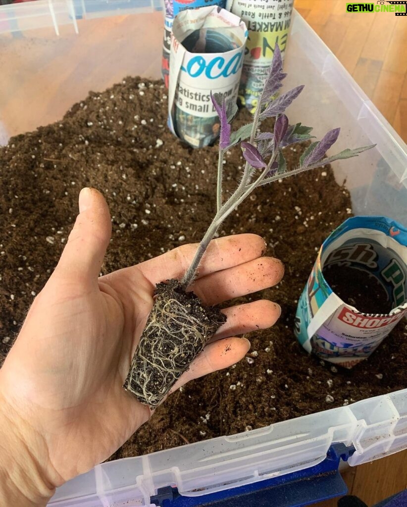 Ivy Winters Instagram - Garden seedling update! Things are growing! Finally finished potting up all my tomatoes. Total of 102 tomato plants! I love the deep shades of purple they produce. Also will have to plant more tulip bulbs this fall because I IS IN LOVE! Happy gardening all! #homogrown #plants #tulips #tomatoes #houseplants #potup #newspaperpot #greenhouse #garden