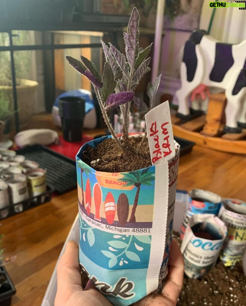 Ivy Winters Instagram - Garden seedling update! Things are growing! Finally finished potting up all my tomatoes. Total of 102 tomato plants! I love the deep shades of purple they produce. Also will have to plant more tulip bulbs this fall because I IS IN LOVE! Happy gardening all! #homogrown #plants #tulips #tomatoes #houseplants #potup #newspaperpot #greenhouse #garden