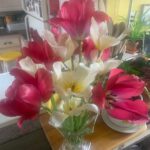 Ivy Winters Instagram - Garden seedling update! Things are growing! Finally finished potting up all my tomatoes. Total of 102 tomato plants! I love the deep shades of purple they produce. Also will have to plant more tulip bulbs this fall because I IS IN LOVE! Happy gardening all! #homogrown #plants #tulips #tomatoes #houseplants #potup #newspaperpot #greenhouse #garden