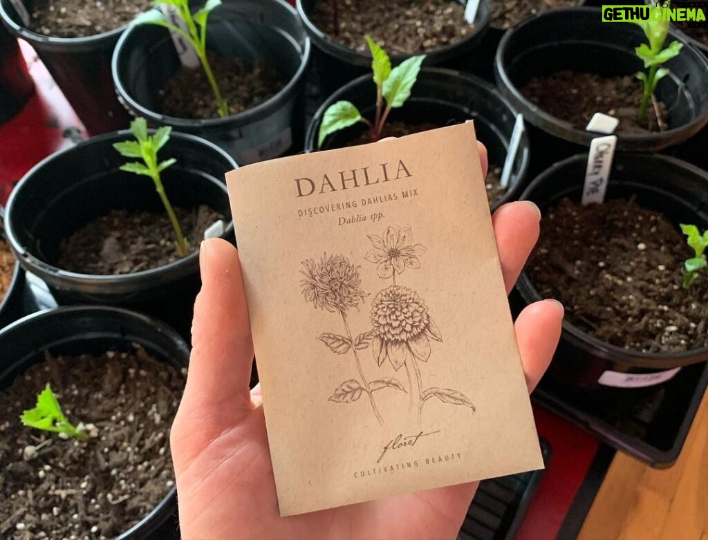 Ivy Winters Instagram - I can’t rave enough about this book. It is EVERYTHING! If you’re a dahlia lover or grower this book is the Bible. It also came with a packet of seeds straight out of @floretflower farm! I had a 99% germination rate!!! That’s amazing! For more info check out @floretflower ! #dahlia #homegrown #discoveringdahlias #floretflower #flower #garden