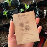 Ivy Winters Instagram - I can’t rave enough about this book. It is EVERYTHING! If you’re a dahlia lover or grower this book is the Bible. It also came with a packet of seeds straight out of @floretflower farm! I had a 99% germination rate!!! That’s amazing! For more info check out @floretflower ! #dahlia #homegrown #discoveringdahlias #floretflower #flower #garden