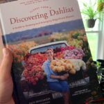 Ivy Winters Instagram - I can’t rave enough about this book. It is EVERYTHING! If you’re a dahlia lover or grower this book is the Bible. It also came with a packet of seeds straight out of @floretflower farm! I had a 99% germination rate!!! That’s amazing! For more info check out @floretflower ! #dahlia #homegrown #discoveringdahlias #floretflower #flower #garden