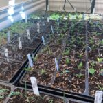 Ivy Winters Instagram - Here are a few pictures of the seedlings I’ve started! Tomatoes are just the prettiest. ALSO my Aloe is blooming!!!!!!l I’ve never had one bloom before and I’m so excited it loves it’s home. How’s your gardening?! Getting anything started? #seedlings #garden #bloomingaloe #aloe #peppers #cabbage #beets #onions #parsley #basils #flowers #gogrowsomething #queenacres