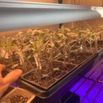 Ivy Winters Instagram - Here are a few pictures of the seedlings I’ve started! Tomatoes are just the prettiest. ALSO my Aloe is blooming!!!!!!l I’ve never had one bloom before and I’m so excited it loves it’s home. How’s your gardening?! Getting anything started? #seedlings #garden #bloomingaloe #aloe #peppers #cabbage #beets #onions #parsley #basils #flowers #gogrowsomething #queenacres