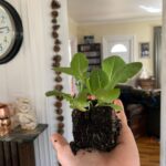 Ivy Winters Instagram - Here are a few pictures of the seedlings I’ve started! Tomatoes are just the prettiest. ALSO my Aloe is blooming!!!!!!l I’ve never had one bloom before and I’m so excited it loves it’s home. How’s your gardening?! Getting anything started? #seedlings #garden #bloomingaloe #aloe #peppers #cabbage #beets #onions #parsley #basils #flowers #gogrowsomething #queenacres