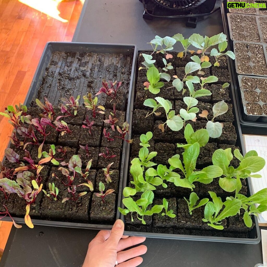 Ivy Winters Instagram - Here are a few pictures of the seedlings I’ve started! Tomatoes are just the prettiest. ALSO my Aloe is blooming!!!!!!l I’ve never had one bloom before and I’m so excited it loves it’s home. How’s your gardening?! Getting anything started? #seedlings #garden #bloomingaloe #aloe #peppers #cabbage #beets #onions #parsley #basils #flowers #gogrowsomething #queenacres