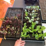 Ivy Winters Instagram – Here are a few pictures of the seedlings I’ve started! Tomatoes are just the prettiest. ALSO my Aloe is blooming!!!!!!l I’ve never had one bloom before and I’m so excited it loves it’s home. How’s your gardening?! Getting anything started? #seedlings #garden #bloomingaloe #aloe #peppers #cabbage #beets #onions #parsley #basils #flowers #gogrowsomething #queenacres