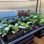 Ivy Winters Instagram - Here are a few pictures of the seedlings I’ve started! Tomatoes are just the prettiest. ALSO my Aloe is blooming!!!!!!l I’ve never had one bloom before and I’m so excited it loves it’s home. How’s your gardening?! Getting anything started? #seedlings #garden #bloomingaloe #aloe #peppers #cabbage #beets #onions #parsley #basils #flowers #gogrowsomething #queenacres