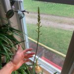 Ivy Winters Instagram - Here are a few pictures of the seedlings I’ve started! Tomatoes are just the prettiest. ALSO my Aloe is blooming!!!!!!l I’ve never had one bloom before and I’m so excited it loves it’s home. How’s your gardening?! Getting anything started? #seedlings #garden #bloomingaloe #aloe #peppers #cabbage #beets #onions #parsley #basils #flowers #gogrowsomething #queenacres
