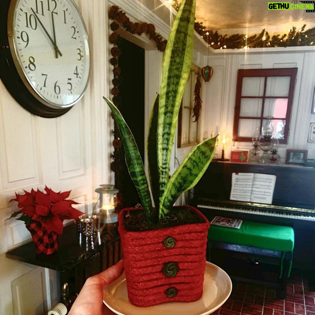 Ivy Winters Instagram - Merry Christmas and Happy Holidays to all!! This is Steve, he’s a cutie. Here are also some random pictures of a few of my babies around the house. They say hi. #eucalyptus #snakeplant #jade #aloe #kalonchoe #spiderplant #love #homogrown