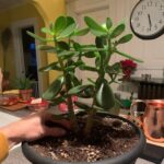 Ivy Winters Instagram – Merry Christmas and Happy Holidays to all!! This is Steve, he’s a cutie. Here are also some random pictures of a few of my babies around the house. They say hi. #eucalyptus #snakeplant #jade #aloe #kalonchoe #spiderplant #love #homogrown