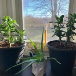 Ivy Winters Instagram – Merry Christmas and Happy Holidays to all!! This is Steve, he’s a cutie. Here are also some random pictures of a few of my babies around the house. They say hi. #eucalyptus #snakeplant #jade #aloe #kalonchoe #spiderplant #love #homogrown