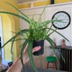 Ivy Winters Instagram – Merry Christmas and Happy Holidays to all!! This is Steve, he’s a cutie. Here are also some random pictures of a few of my babies around the house. They say hi. #eucalyptus #snakeplant #jade #aloe #kalonchoe #spiderplant #love #homogrown