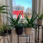 Ivy Winters Instagram – Merry Christmas and Happy Holidays to all!! This is Steve, he’s a cutie. Here are also some random pictures of a few of my babies around the house. They say hi. #eucalyptus #snakeplant #jade #aloe #kalonchoe #spiderplant #love #homogrown