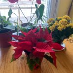 Ivy Winters Instagram – Merry Christmas and Happy Holidays to all!! This is Steve, he’s a cutie. Here are also some random pictures of a few of my babies around the house. They say hi. #eucalyptus #snakeplant #jade #aloe #kalonchoe #spiderplant #love #homogrown