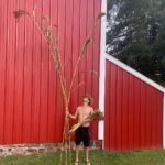 Ivy Winters Instagram – My adventures in broom making! What an incredible plant. These stalks are so tall! Some are 13-14 feet! I’m using a hair comb to remove the seeds from the broom fibers. Its like brushing one of my old wigs 😂 At this rate I’ll have enough saved seeds to grow acres of broom corn next year 😂😆🌱🌱🌱 #broomcorn #broommaking #diy #handmadebroom #broom #homogrown #brushthatwig #seedsaving #harvest #sorghum