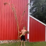 Ivy Winters Instagram - My adventures in broom making! What an incredible plant. These stalks are so tall! Some are 13-14 feet! I’m using a hair comb to remove the seeds from the broom fibers. Its like brushing one of my old wigs 😂 At this rate I’ll have enough saved seeds to grow acres of broom corn next year 😂😆🌱🌱🌱 #broomcorn #broommaking #diy #handmadebroom #broom #homogrown #brushthatwig #seedsaving #harvest #sorghum