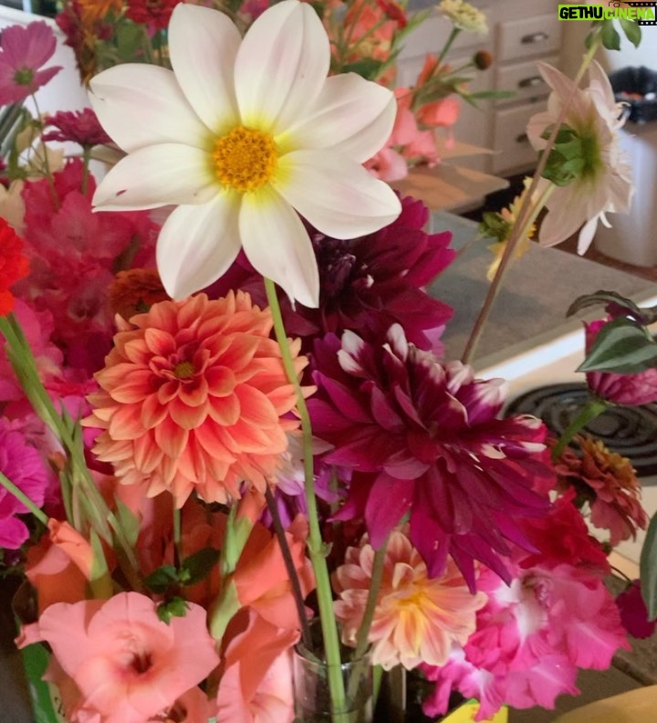 Ivy Winters Instagram - Ok so growing flowers is so much fun. I may need to do a little garden expanding next year so I can grow MORE! 😂🌸 My hubby and I made up 18 bouquets and had fun giving them away to campers at @creekridgecampground this weekend. It was such a joy making people happy with flowers. #flowers #dahlias #zinnias #cosmosdaisy #daisy #gladiolas #sunflower #homogrown #freshflowers #bouquet #spreadthelove