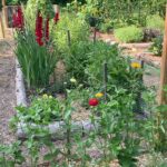Ivy Winters Instagram - Howdy everyone! Here is how my garden is growing. I’ll have to do another when all my flowers are in full bloom..... I see so many buds forming and I can’t wait for them to open up for you all 😆😛❤️ happy gardening fellow humans of earth! 💋