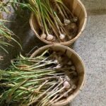 Ivy Winters Instagram – Well it happened! My garlic started flopping over and the lower leaves started browning so I knew I needed to harvest it! First attempt growing garlic and I can say I am 100% HOOKED! What a beautiful plant and the FLAVOR! I’ve never had fresh garlic before and I can say it is incredibly intense! Now starts the curing process… fingers crossed I get it right the first time haha #garlicbreath #garlic #homogrown #stiffneck #softneck #bulb #harvest #curing #airdry #gogrowsomething #garden #farmer